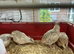 Gorgeous female Quail