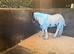 Rising 2 traditional cob gelding 11.3hh