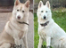 Husky-hybrid, Utonagan Puppies For Sale