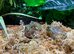 Chaco Horned Frogs (Chacophrys pierottii) at Birmingham Reptiles