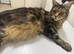 Xxl Male Maine coon active