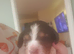 Cocker spanile puppys