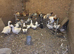 Trading Beautiful Pomeranian geese and more Northampton