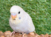 Hand-Tame Baby Budgie – Ready for a Loving Home