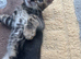 Bengal kittens for sale