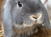 2 female mini lop rabbits
