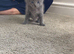 Beautiful British shorthair x kittens for rehoming