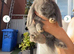 French lop last one of the litter