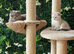 Champion bloodlines Scotish Straight/Fold Kittens. Delivery available.