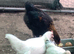 French Black Copper Marans pure breed Cockerel