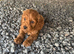 Gorgeous red cockapoo puppy’s