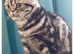 Bsh. Silver Tabby. ACTIVE/Nonactive. TICA