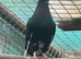 Mixed young pigeons for sale