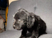 Last stunning cockerpoo girl for sale!