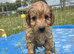 Adorable cockapoo boys available to be viewed