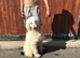 Beautiful standard poodle female for sale