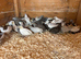 Chinese painted quail