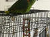 Stunning one year blue fronted amazon parrot for sale also comes with good size cage and toys an food.