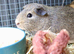 Male guinea pg
