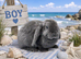 6 beautiful bunnies for sale