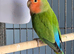 Love birds