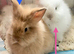 Double Maned Lionheads READY NOW