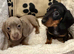 Dachshund extra miniature