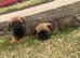 Stunning border terrier Puppies