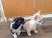2 sisters chihuahua.