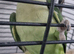 Alexandrian male talking parrot