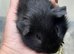 Baby boy guinea pigs available