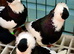 pair of feligazers