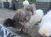 3 x Silkie cockrels