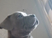 Kc registered staffordshire bull terrier pups for sale