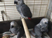 3 Silly tame hand-reared African Grey Parrots for sale