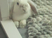 NOT NEUTERED male mini lop