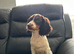 13 week old stunning cocker girl
