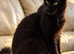  GIANT BLACK MAINE COON BOY - LOOKING FOR HIS FOREVER HOME 