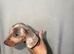 Miniature dachshund puppies for spa e