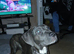 Cane corso mixed with pressa cannario