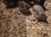 Button quail young