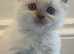 Ragdoll