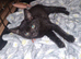 READY NOW 6 KITTENS!!
