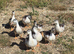 Miniature Silver Appleyard drakes