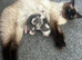 Mum and 2 kittens