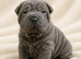 Kc registered sharpei puppies
