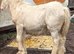 Palamino cob foal