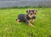 Jack Russell puppy
