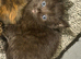 Kitten black tiger girl with blue eyes