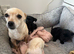 Chihuahua cross puppies for sale
